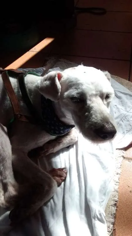 Cachorro ra a indefinida idade 1 ano nome "sujeirinha" não sab