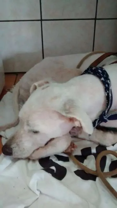 Cachorro ra a indefinida idade 1 ano nome "sujeirinha" não sab