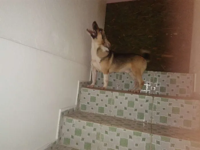 Cachorro ra a Desconhecida idade 1 ano nome Fred