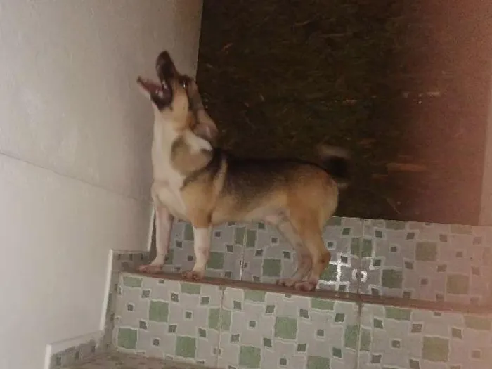 Cachorro ra a Desconhecida idade 1 ano nome Fred