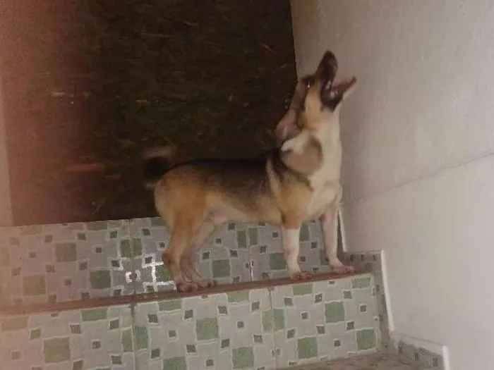 Cachorro ra a Desconhecida idade 1 ano nome Fred