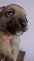 Mel