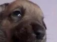 Mel