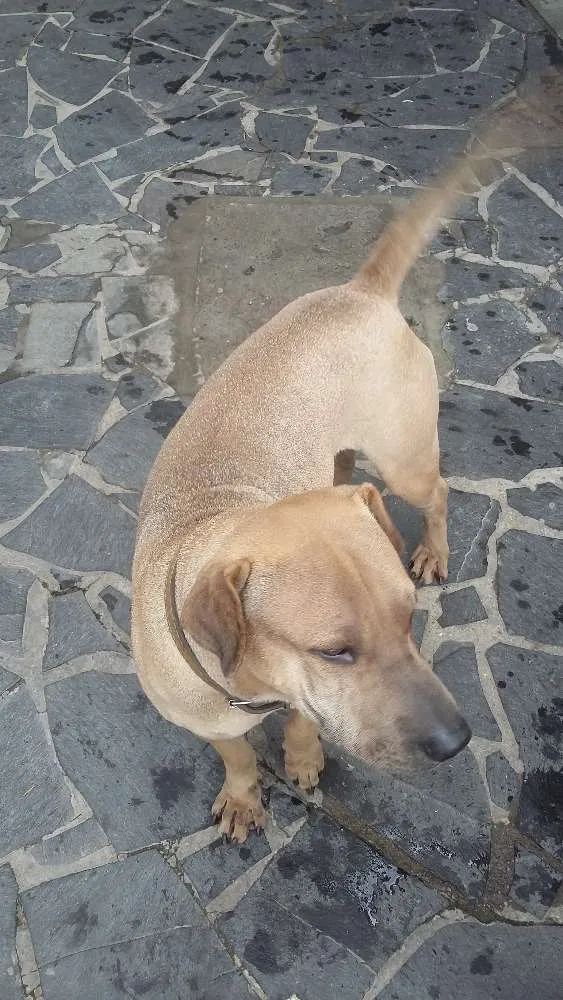 Cachorro ra a SRD e pitbull idade 1 ano nome Sem nome