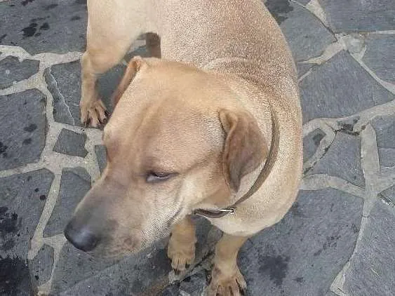 Cachorro ra a SRD e pitbull idade 1 ano nome Sem nome