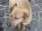 Cachorro raça SRD e pitbull idade 1 ano nome Sem nome