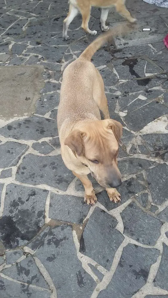 Cachorro ra a SRD e pitbull idade 1 ano nome Sem nome
