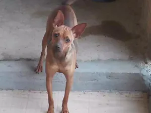 Cachorro raça Pincher idade 7 a 11 meses nome Kyara