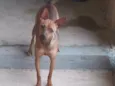 Kyara