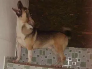 Cachorro raça Desconhecida idade 1 ano nome Fred