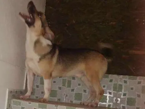 Cachorro ra a Desconhecida idade 1 ano nome Fred