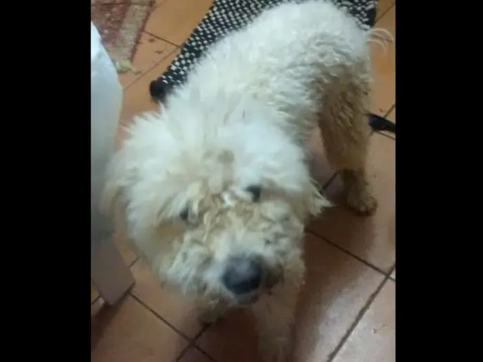 Cachorro ra a indefinida idade 1 ano nome "sujeirinha" não sab