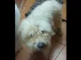 "sujeirinha" não sab