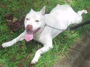 Cachorro raça Pit Bull,vira lata,vira lata idade 6 ou mais anos nome Bily,lesy,mel