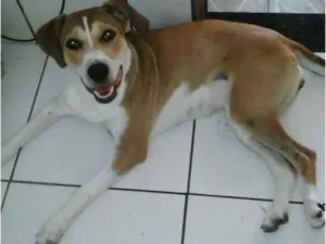 Cachorro raça  idade 1 ano nome AMORA