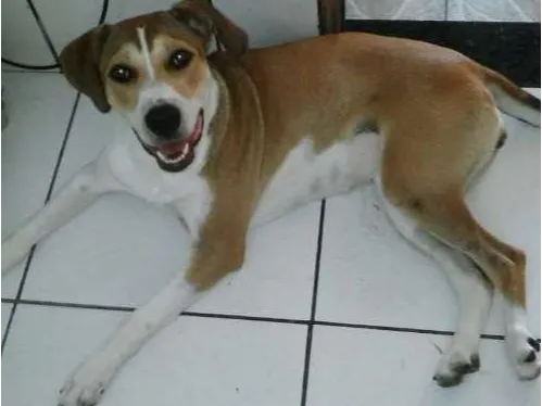 Cachorro ra a  idade 1 ano nome AMORA