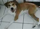 Cachorro raça  idade 1 ano nome AMORA