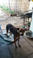 Fera