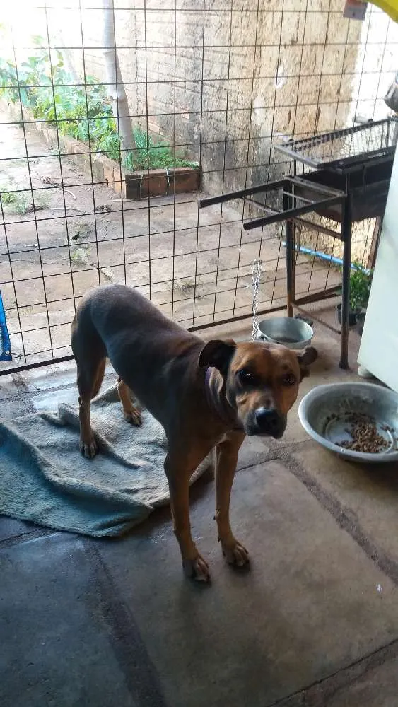 Cachorro raça Viralata idade 2 anos nome Fera