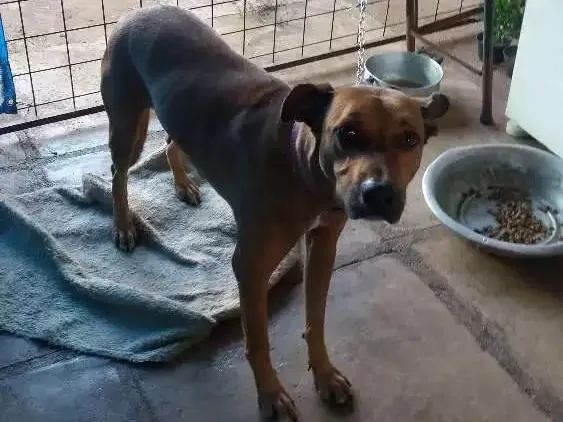 Cachorro raça Viralata idade 2 anos nome Fera