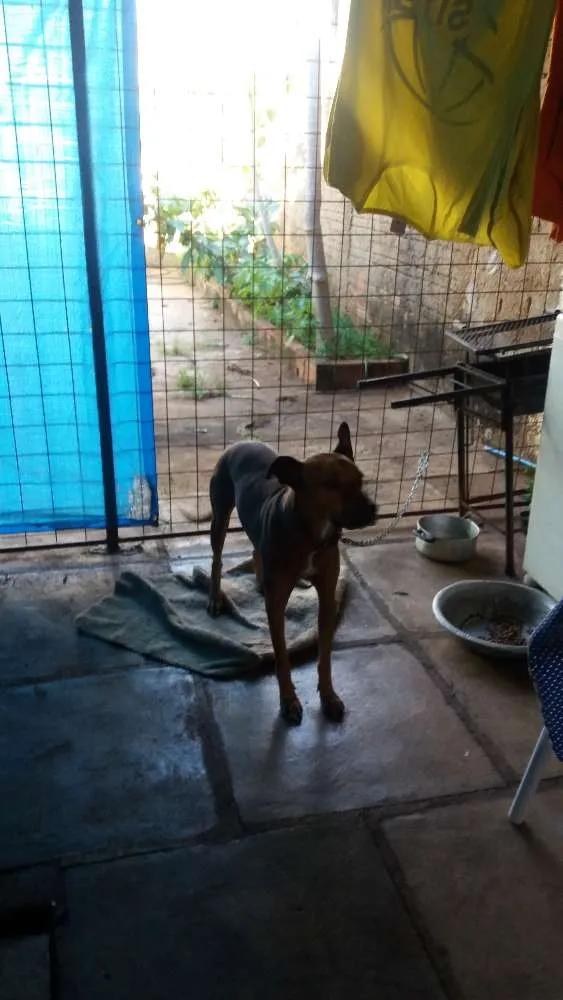 Cachorro raça Viralata idade 2 anos nome Fera