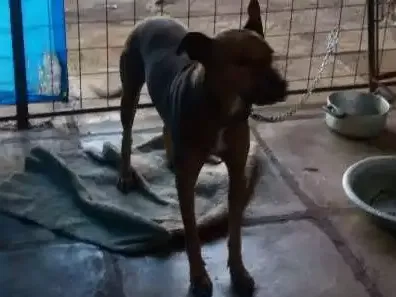 Cachorro raça Viralata idade 2 anos nome Fera