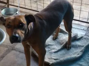 Cachorro raça Viralata idade 2 anos nome Fera