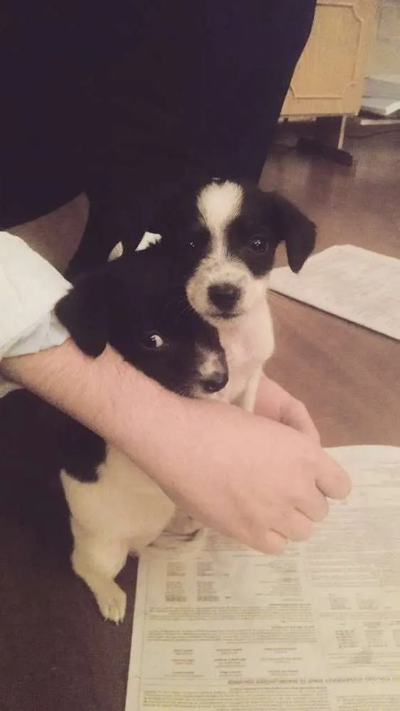 Cachorro ra a Vira Lata idade Abaixo de 2 meses nome Diana e Latônia