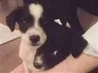 Cachorro raça Vira Lata idade Abaixo de 2 meses nome Diana e Latônia