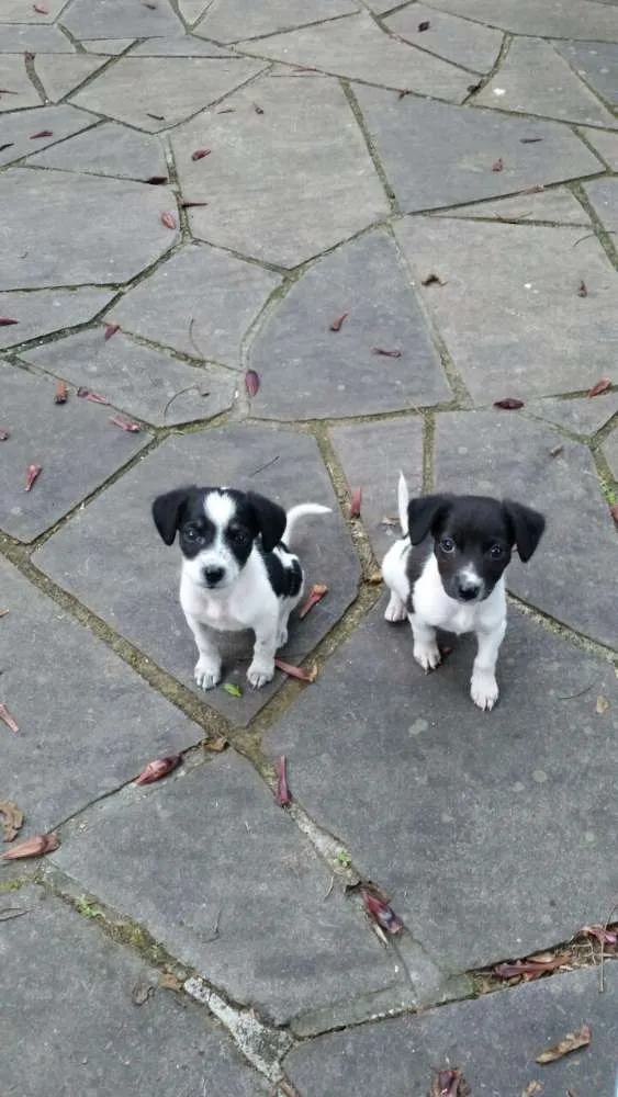 Cachorro ra a Vira Lata idade Abaixo de 2 meses nome Diana e Latônia