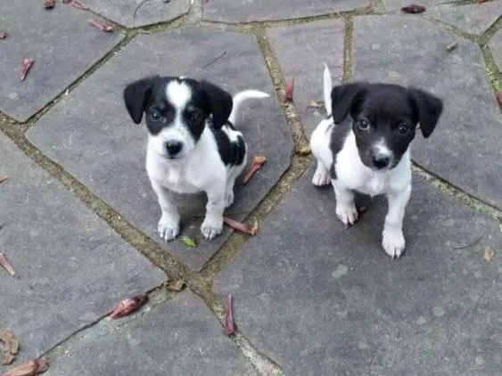 Cachorro ra a Vira Lata idade Abaixo de 2 meses nome Diana e Latônia