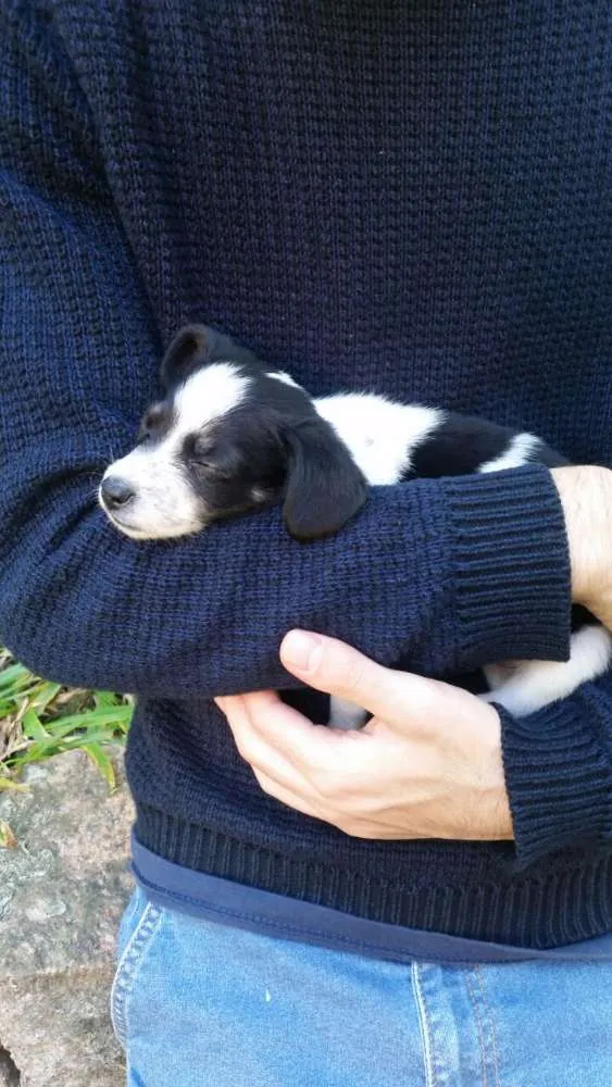 Cachorro ra a Vira Lata idade Abaixo de 2 meses nome Diana e Latônia