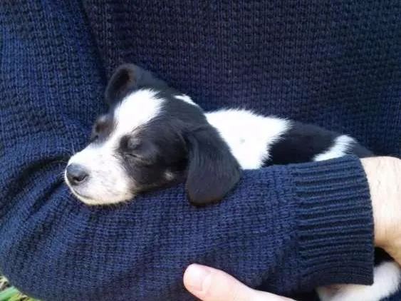 Cachorro ra a Vira Lata idade Abaixo de 2 meses nome Diana e Latônia