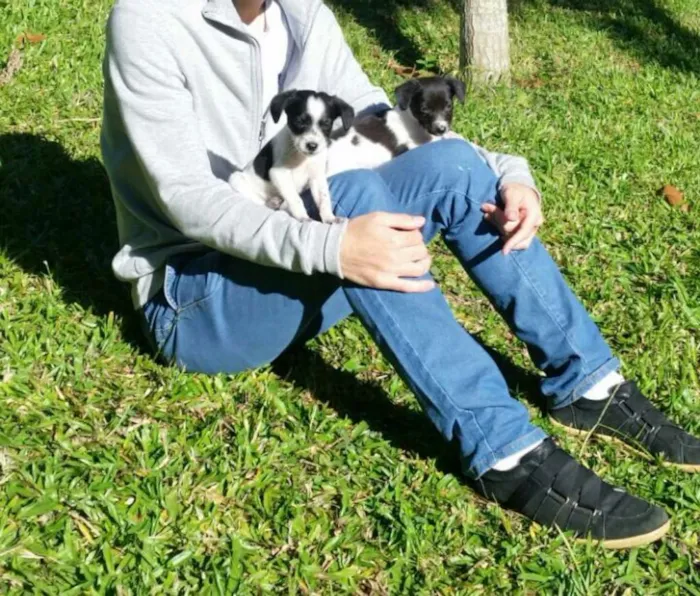 Cachorro ra a Vira Lata idade Abaixo de 2 meses nome Diana e Latônia