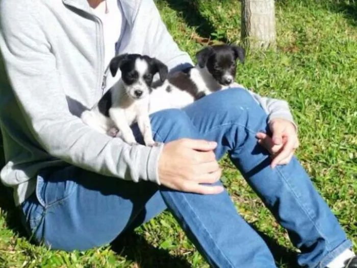 Cachorro ra a Vira Lata idade Abaixo de 2 meses nome Diana e Latônia