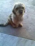 Menina