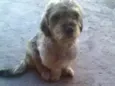 Menina