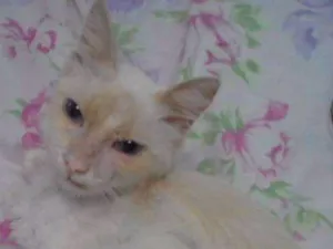 Gato raça não idade 2 a 6 meses nome Tatu