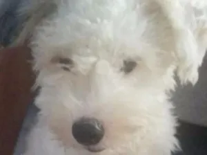 Cachorro raça Poodle idade 7 a 11 meses nome SEM NOME