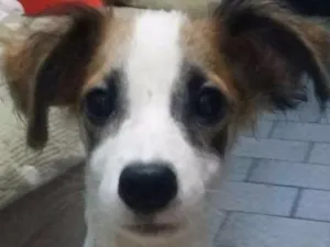 Cachorro raça  idade 2 a 6 meses nome Dolly