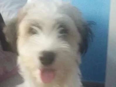 Cachorro ra a Vira lata idade 7 a 11 meses nome Véio