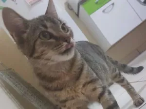 Gato raça SRD idade 2 a 6 meses nome JUMA