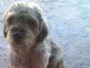 Cachorro raça Não especifica idade  nome Menina