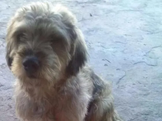 Cachorro ra a Não especifica idade  nome Menina