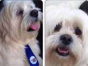 Cachorro raça Lha apso idade 5 anos nome Bob GRATIFICA