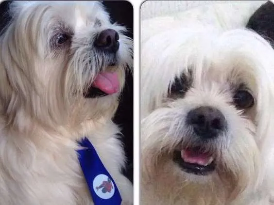 Cachorro ra a Lha apso idade 5 anos nome Bob GRATIFICA