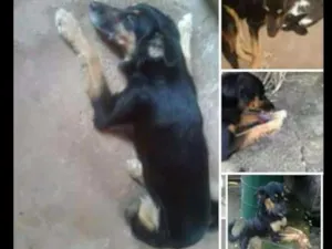 Cachorro raça Misturada idade  nome Kiara