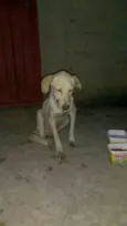 Não possui