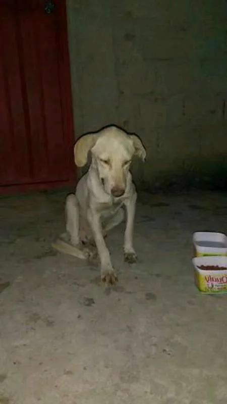 Cachorro raça  idade 1 ano nome Não possui