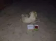 Não possui